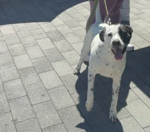 plantation walk pets in the plaza fall edition 2026 2