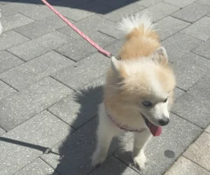 plantation walk pets in the plaza fall edition 2026 3